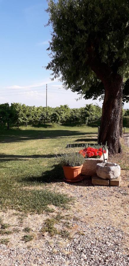 Agriturismo Vitae Fabbrico Exteriör bild